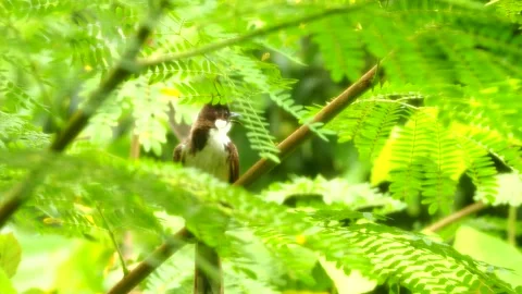 Bird is holding  on tree, out door Chiangmai Thailand. Stock Footage 279790608