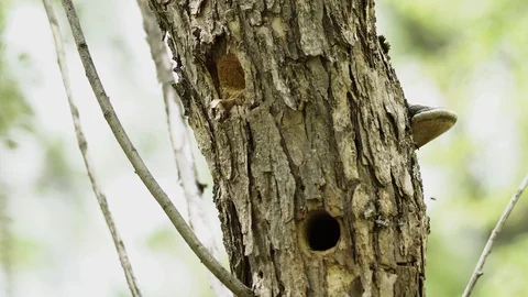 Bird holes in a tree Stock Footage 109463193