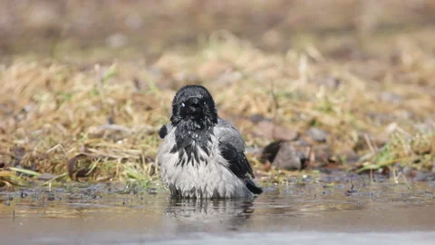 Bird hooded crow (Corvus cornix) bathes in a puddle. Stock Footage 153620322
