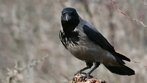 Bird Hooded Crow Corvus cornix in the wild Stock-Footage 237471829
