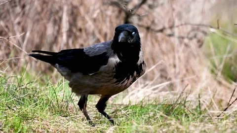 Bird Hooded Crow Corvus cornix in the wild Stock-Footage 239375896