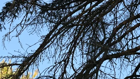 Bird Hopping Around in Tree Stock Footage 211922213