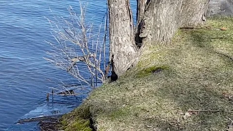 Bird hopping next to a tree in early spring in Quebec, Canada 動画素材 85133888