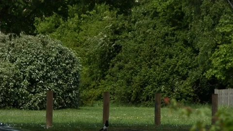 Bird hopping from post to post Video stock 130589339