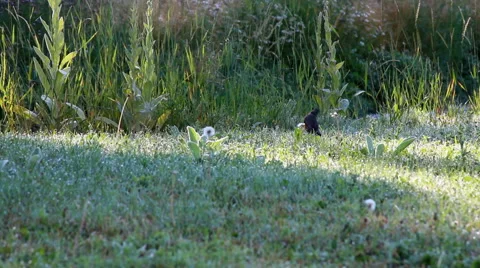 Bird Hopping Thru Grass Stock Footage 44346712