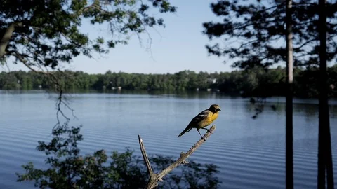 Bird hops off a branch. Video stock 95917332