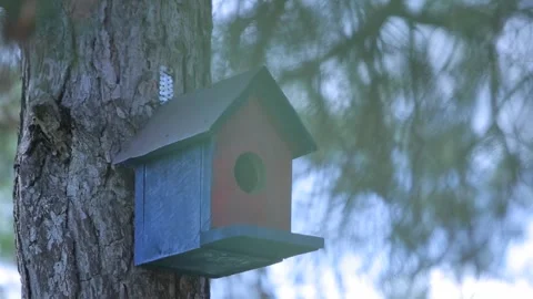 Bird house 1 Video stock 321659675