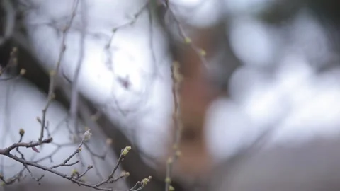 Bird house 2 Stock Footage 321659678