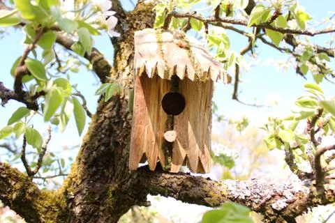 Bird house in the cherry tree Stock Photos