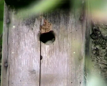 Bird house Stock Footage 632292