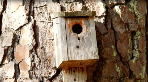 Bird House Vídeo Stock 44624215