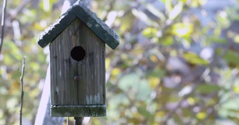 Bird House Stock-Footage 45325925