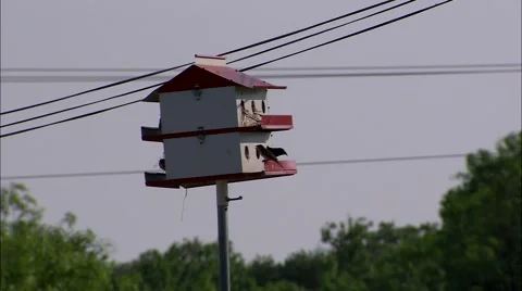 Bird House Stock Footage 55029012
