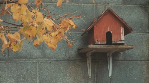 Bird House Stock Footage 128810416