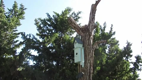 A bird house Video stock 137296181