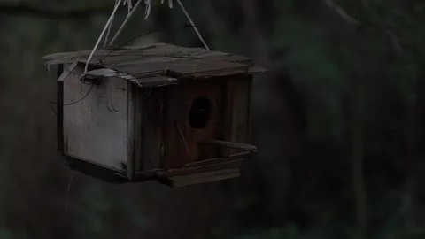 Bird House Stock Footage