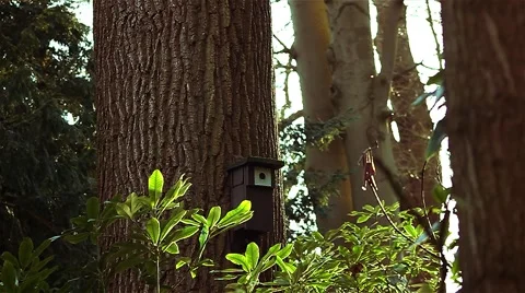 Bird house - forest Video stock 49058834