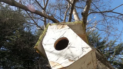 Bird house in the forest Stock Footage 175975228