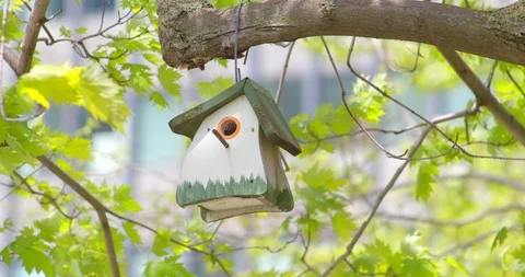 Bird House hanging in a tree 库存影片 115136122