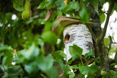 A bird house is  hidden deep in a tree so that the birds can nest Stock Photos