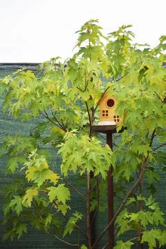 Bird house at maple tree Stock Photos