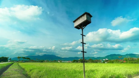 Bird House in the paddy field 動画素材 280810903