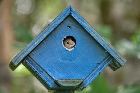 Bird House? Stock Photos