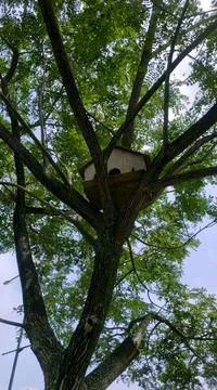 Bird House Stock Photos