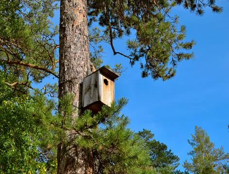 Bird house on a pine tree. Blue sky. Conifer tree. Bright Stock Photos