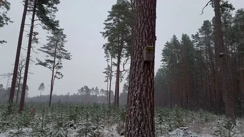 Bird house on the pine tree. Stock Footage 147456440
