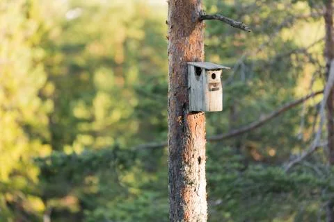 Bird House on Pine Tree Stock Photos