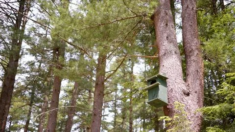 Bird House in Pine Tree Stock Photos