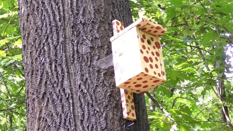 Bird house on the tree              Stock Footage 73196724