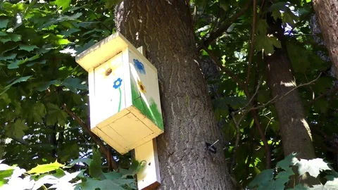 Bird house on the tree    Stock-Footage 73197643