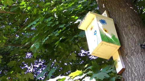 Bird house on the tree Stock Footage 73197653