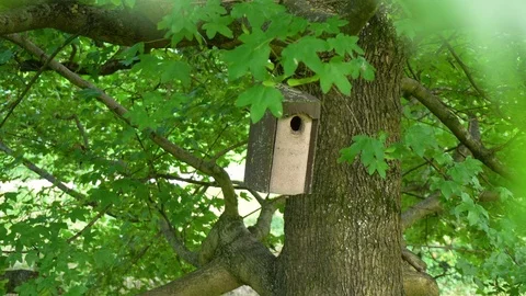 Bird House in Tree Stock Footage 96854286