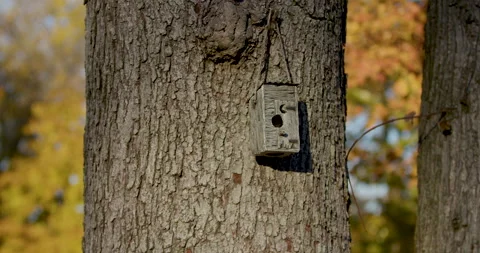 Bird House On Tree Video stock 164984148