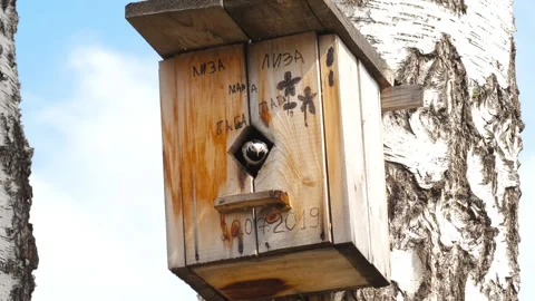 Bird house on a tree Stock Footage 203805161