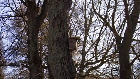 Bird house in the tree in spring forest Stock Photos