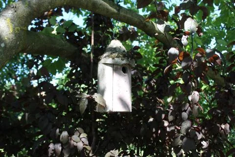 Bird house in the walnut tree Stock Photos