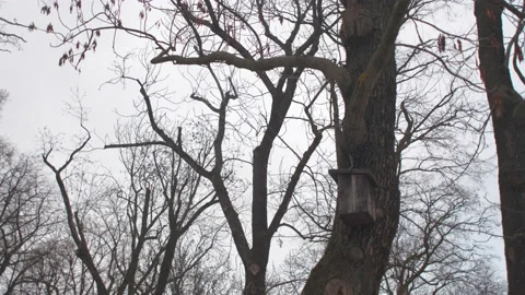Bird house on a winter tree in a park on a moody spooky background Stock Footage 147927281