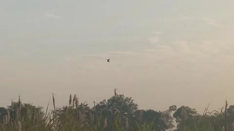 Bird Hovering Mid-Air Above Grassland Against Calm Sky Stock Footage 327982216