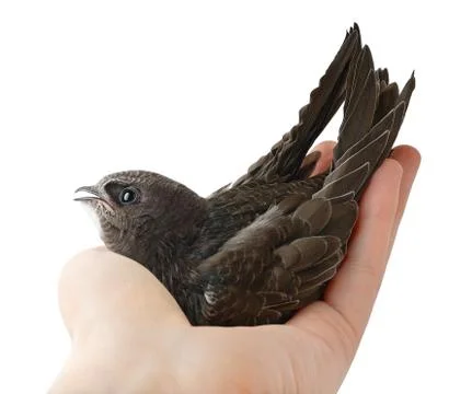 Bird in human hand Stock Photos