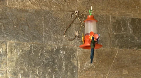 Bird - Hummingbird Stock Footage 35642102