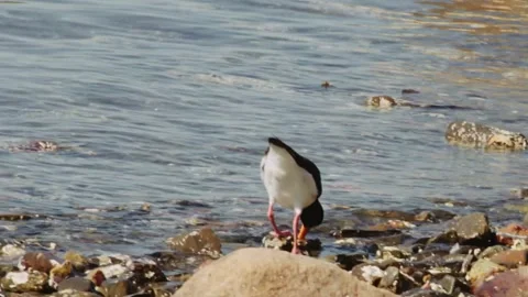 Bird on the hunt Video stock 132938973