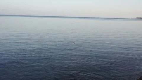 Bird hunting Vídeo Stock 107408391