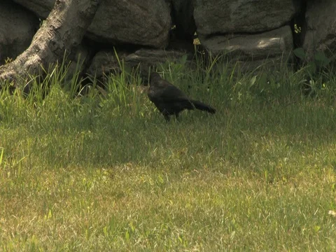 Bird Hunting Stock Footage 128544729