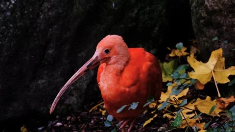 Bird ibis red Stock-Footage 270089325