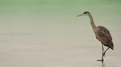 Bird On Ice Flying Off Slow Motion 스톡 동영상 19354964