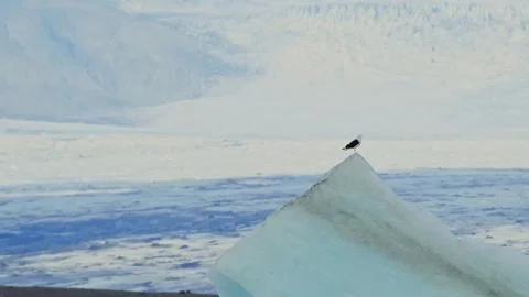 Bird on an Iceberg in a Glacial Lagoon Stock Footage 320514197